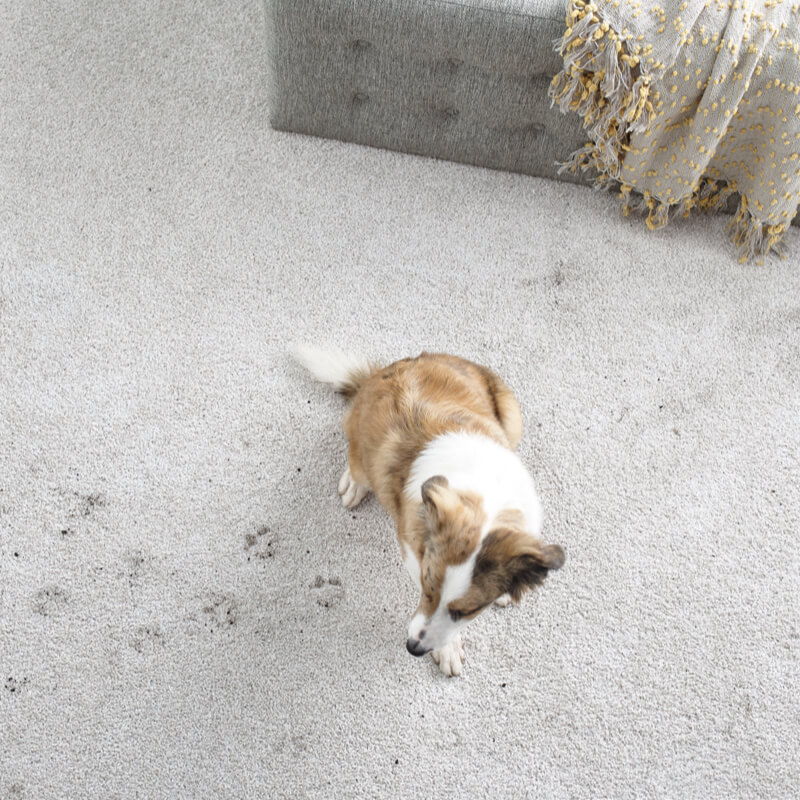 blog 527 carpetpawprints | Carpetland USA