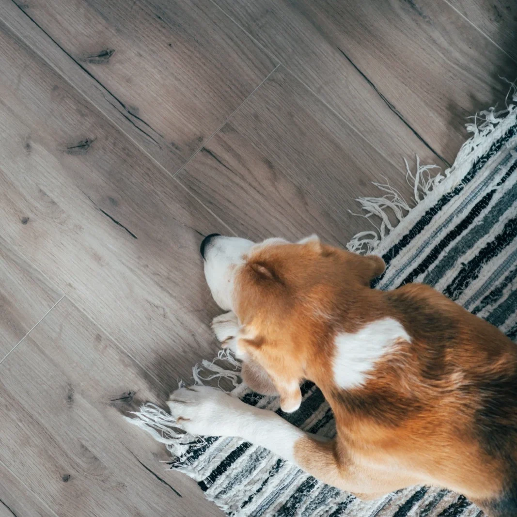 dog on luxury vinyl flooring e1774650337680 | Carpetland USA